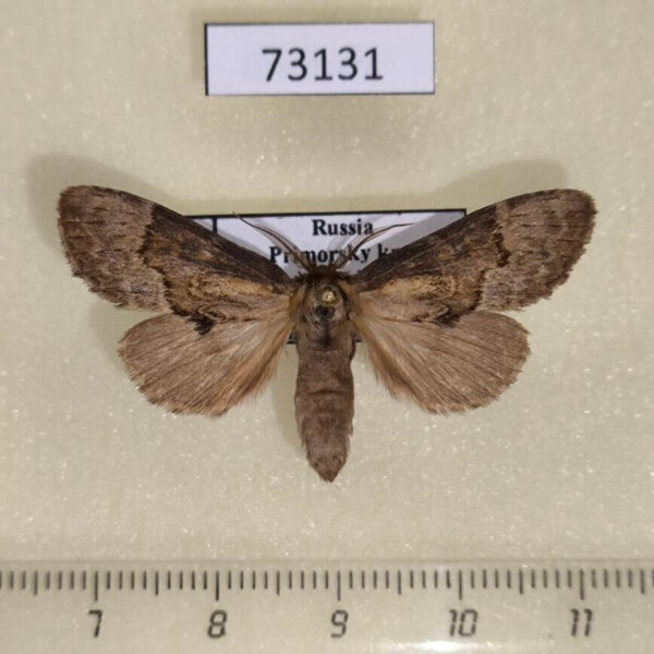 Notodontiidae Semidonta biloba Primorye