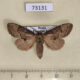73131p Notodontiidae Semidonta biloba Primorye $6