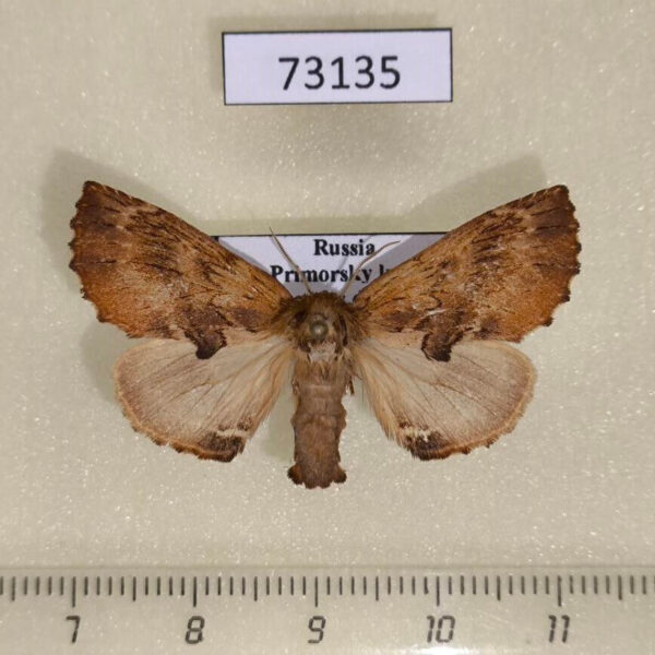 Notodontiidae Ptilodon capucina kuwayamae Primorye