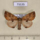 73135p Notodontiidae Ptilodon capucina kuwayamae Primorye $6