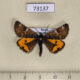73137p Geometridae Archiearis parthenias Primorye $6