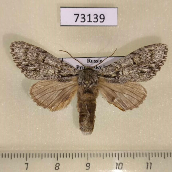 Notodontiidae Suzukiana cinerea Primorye