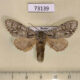73139p Notodontiidae Suzukiana cinerea Primorye $6
