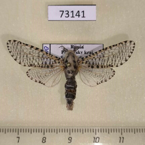 Cossidae Zeuzera pyrina Primorye