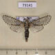 73141p Cossidae Zeuzera pyrina Primorye $15