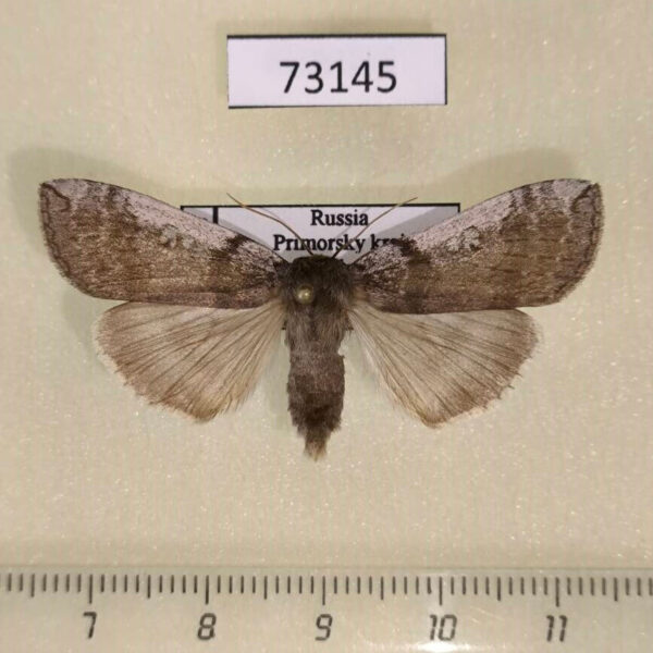 Thyatiridae Tethea albicostata Primorye
