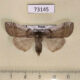 73145p Thyatiridae Tethea albicostata Primorye $8