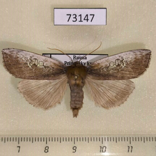 Thyatiridae Tethea consimilis Primorye
