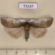 73147p Thyatiridae Tethea consimilis Primorye $8