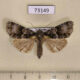 73149p Noctuidae Craniophora praeclara Primorye $6