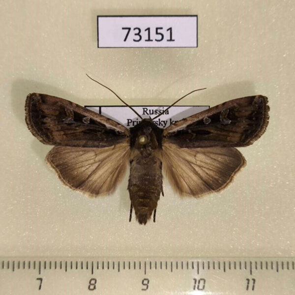 Noctuidae Euxoa karschi Primorye