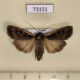 73151p Noctuidae Euxoa karschi Primorye $10