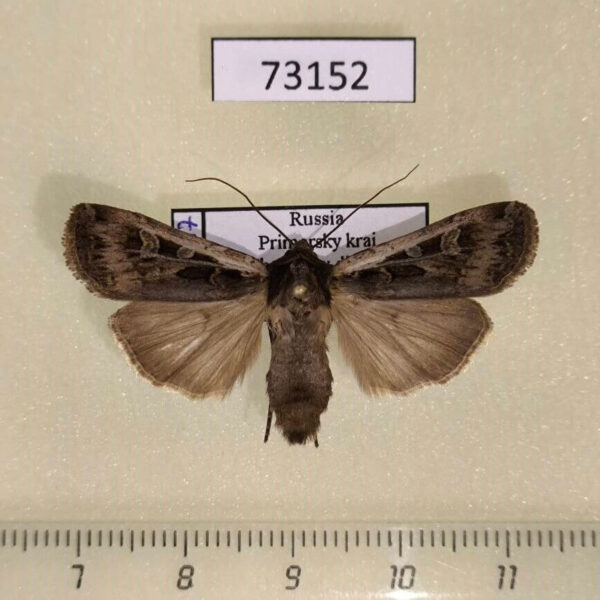 Noctuidae Euxoa karschi Primorye