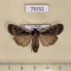 73152p Noctuidae Euxoa karschi Primorye $10