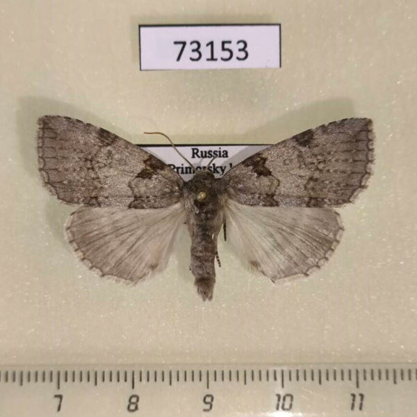 Thyatiridae Parapsestis argenteopicta Primorye