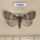 73153p Thyatiridae Parapsestis argenteopicta Primorye $8