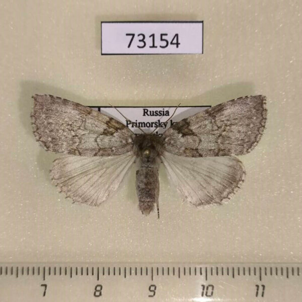 Thyatiridae Parapsestis argenteopicta Primorye