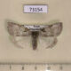 73154p Thyatiridae Parapsestis argenteopicta Primorye $8