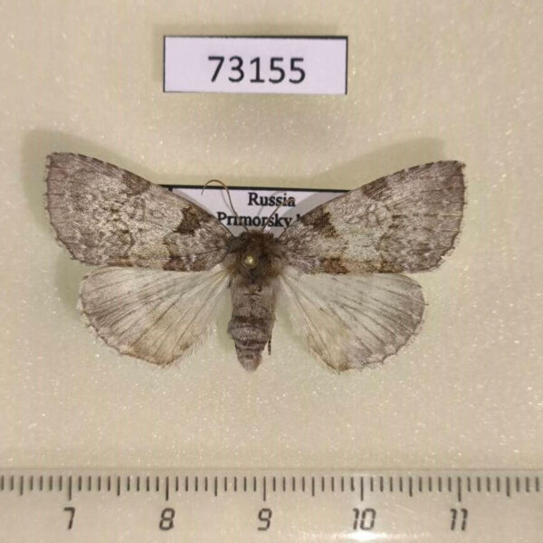 Thyatiridae Parapsestis argenteopicta Primorye