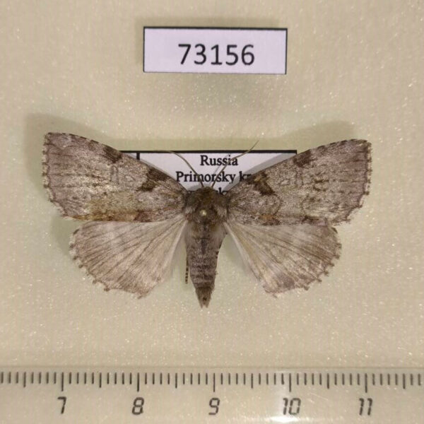 Thyatiridae Parapsestis argenteopicta Primorye