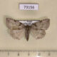 73156p Thyatiridae Parapsestis argenteopicta Primorye $8