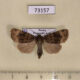 73157p Noctuidae Amphipyra erebina Primorye $10