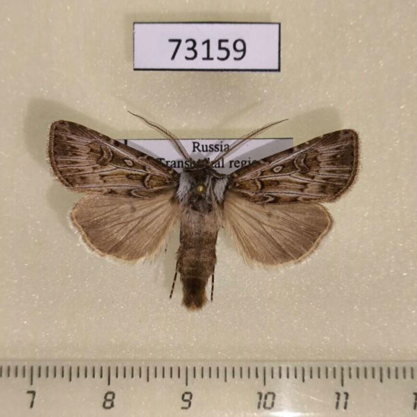 Noctuidae Agrotis fatidica Transbaikal reg.