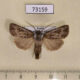 73159p Noctuidae Agrotis fatidica Transbaikal reg. $7