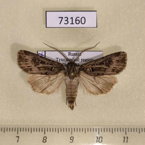 Noctuidae Agrotis fatidica Transbaikal reg.