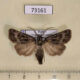 73161p Noctuidae Agrotis fatidica Transbaikal reg. $7