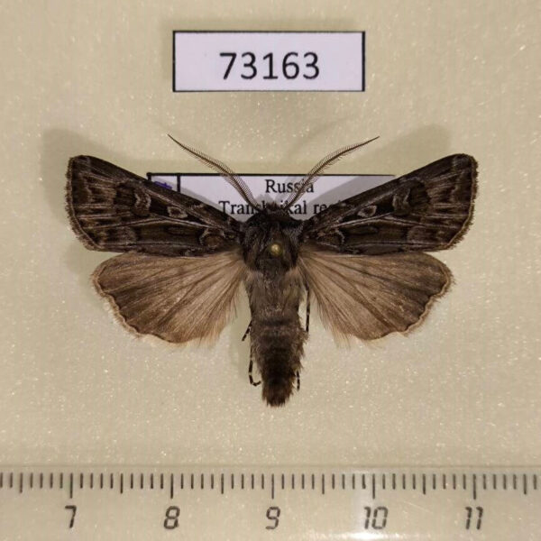 Noctuidae Agrotis fatidica Transbaikal reg.