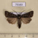 73163p Noctuidae Agrotis fatidica Transbaikal reg. $7