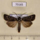 73165p Noctuidae Agrotis fatidica Transbaikal reg. $7