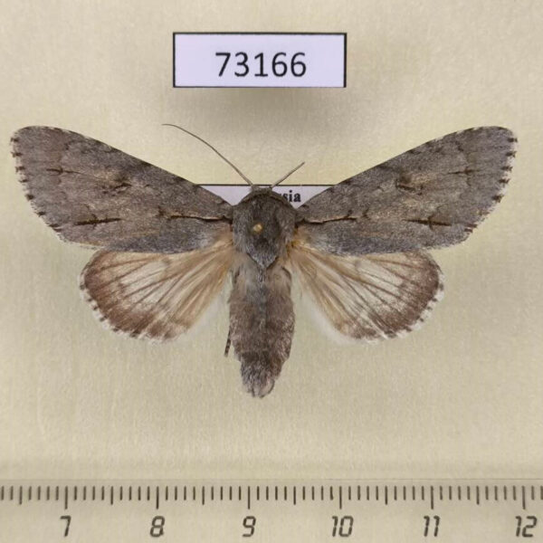 Noctuidae Acronicta major Evreiskaya AO