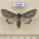 73166p Noctuidae Acronicta major Evreiskaya AO $8