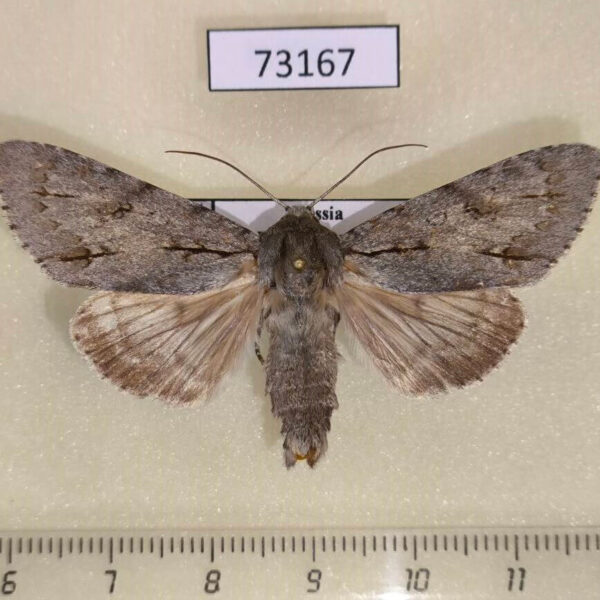 Noctuidae Acronicta major Evreiskaya AO