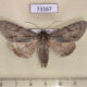 73167p Noctuidae Acronicta major Evreiskaya AO $10