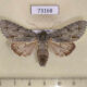 73168p Noctuidae Acronicta major Primorye $10