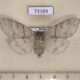 73169p Lymantridae Calliteara pudibunda f Primorye $8
