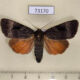 73170p Noctuidae Amphipyra surnia Primorye $9