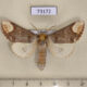 73172p Notodontiidae Phalera bucephala Primorye $6