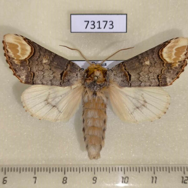 Notodontiidae Phalera bucephala Primorye