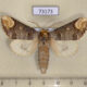 73173p Notodontiidae Phalera bucephala Primorye $6
