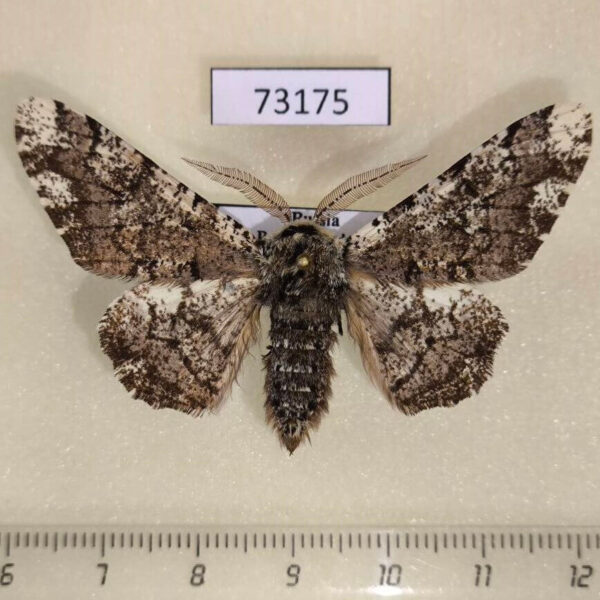 Geometridae Biston robustum Primorye