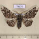 73175p Geometridae Biston robustum Primorye $6