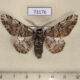 73176p Geometridae Biston robustum Primorye $6