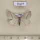 73177p Geometridae Petrophora chlorosata Primorye $4