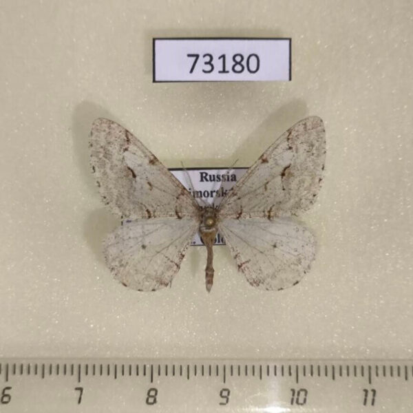 Geometridae Larerannis filipjevi Primorye