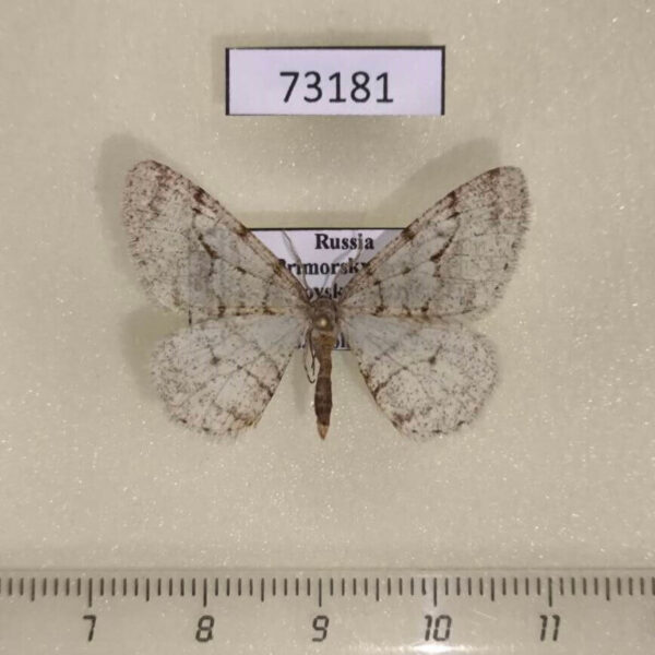 Geometridae Larerannis filipjevi Primorye