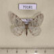 73181p Geometridae Larerannis filipjevi Primorye $6
